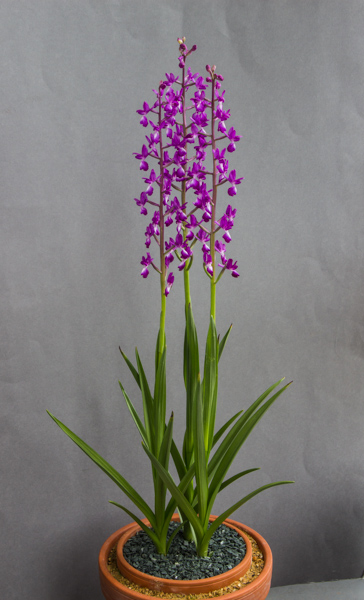 Anacamptis laxiflora